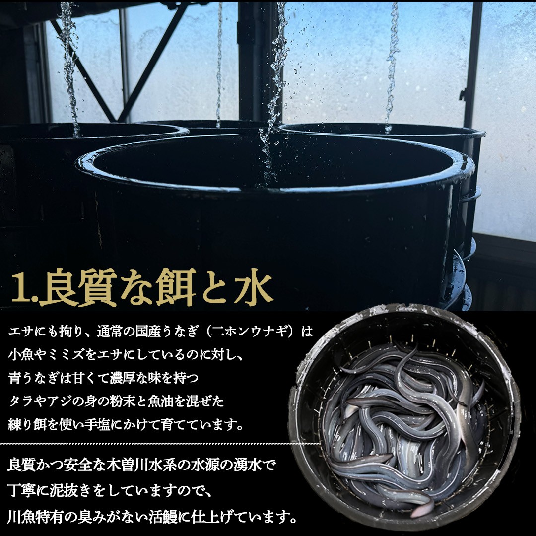 幻の鰻 あお天井の蒲焼き2尾と白焼き1尾のコンビセット（4～5人前）【愛知県東三河産地問屋直送】